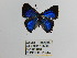  ( - CP Lep 1386)  @11 [ ] CreativeCommons - Attribution Non-Commercial Share-Alike (2018) SNSB, Staatliche Naturwissenschaftliche Sammlungen Bayerns ZSM (SNSB, Zoologische Staatssammlung Muenchen)