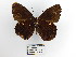  (Pedaliodes sp - CP Lep 1460)  @11 [ ] CreativeCommons - Attribution Non-Commercial Share-Alike (2018) SNSB, Staatliche Naturwissenschaftliche Sammlungen Bayerns ZSM (SNSB, Zoologische Staatssammlung Muenchen)
