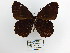  (Pedaliodes transmontana - CP Lep 1461)  @11 [ ] CreativeCommons - Attribution Non-Commercial Share-Alike (2018) SNSB, Staatliche Naturwissenschaftliche Sammlungen Bayerns ZSM (SNSB, Zoologische Staatssammlung Muenchen)