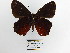  (Pedaliodes praemontagna - CP Lep 1467)  @11 [ ] CreativeCommons - Attribution Non-Commercial Share-Alike (2018) SNSB, Staatliche Naturwissenschaftliche Sammlungen Bayerns ZSM (SNSB, Zoologische Staatssammlung Muenchen)