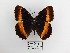  (Pedaliodes wilhelmi - CP Lep 1470)  @11 [ ] CreativeCommons - Attribution Non-Commercial Share-Alike (2018) SNSB, Staatliche Naturwissenschaftliche Sammlungen Bayerns ZSM (SNSB, Zoologische Staatssammlung Muenchen)