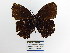  (Steroma pronophila - CP Lep 1471)  @11 [ ] CreativeCommons - Attribution Non-Commercial Share-Alike (2018) SNSB, Staatliche Naturwissenschaftliche Sammlungen Bayerns ZSM (SNSB, Zoologische Staatssammlung Muenchen)