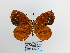  ( - CP Lep 1472)  @14 [ ] CreativeCommons - Attribution Non-Commercial Share-Alike (2018) SNSB, Staatliche Naturwissenschaftliche Sammlungen Bayerns ZSM (SNSB, Zoologische Staatssammlung Muenchen)
