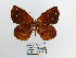  (Lymanopoda excisa - CP Lep 1473)  @14 [ ] CreativeCommons - Attribution Non-Commercial Share-Alike (2018) SNSB, Staatliche Naturwissenschaftliche Sammlungen Bayerns ZSM (SNSB, Zoologische Staatssammlung Muenchen)