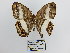  (Euptychoides albofasciata - CP Lep 1497)  @11 [ ] CreativeCommons - Attribution Non-Commercial Share-Alike (2018) SNSB, Staatliche Naturwissenschaftliche Sammlungen Bayerns ZSM (SNSB, Zoologische Staatssammlung Muenchen)