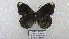  (Pedaliodes suspiro - CP Lep 1545)  @11 [ ] CreativeCommons - Attribution Non-Commercial Share-Alike (2018) SNSB, Staatliche Naturwissenschaftliche Sammlungen Bayerns ZSM (SNSB, Zoologische Staatssammlung Muenchen)