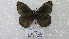  ( - CP Lep 1546)  @11 [ ] CreativeCommons - Attribution Non-Commercial Share-Alike (2018) SNSB, Staatliche Naturwissenschaftliche Sammlungen Bayerns ZSM (SNSB, Zoologische Staatssammlung Muenchen)