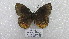  ( - CP Lep 1547)  @11 [ ] CreativeCommons - Attribution Non-Commercial Share-Alike (2018) SNSB, Staatliche Naturwissenschaftliche Sammlungen Bayerns ZSM (SNSB, Zoologische Staatssammlung Muenchen)