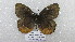  ( - CP Lep 1550)  @11 [ ] CreativeCommons - Attribution Non-Commercial Share-Alike (2018) SNSB, Staatliche Naturwissenschaftliche Sammlungen Bayerns ZSM (SNSB, Zoologische Staatssammlung Muenchen)