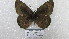  ( - CP Lep 1552)  @11 [ ] CreativeCommons - Attribution Non-Commercial Share-Alike (2018) SNSB, Staatliche Naturwissenschaftliche Sammlungen Bayerns ZSM (SNSB, Zoologische Staatssammlung Muenchen)
