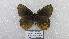  ( - CP Lep 1555)  @11 [ ] CreativeCommons - Attribution Non-Commercial Share-Alike (2018) SNSB, Staatliche Naturwissenschaftliche Sammlungen Bayerns ZSM (SNSB, Zoologische Staatssammlung Muenchen)