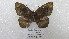  ( - CP Lep 1557)  @11 [ ] CreativeCommons - Attribution Non-Commercial Share-Alike (2018) SNSB, Staatliche Naturwissenschaftliche Sammlungen Bayerns ZSM (SNSB, Zoologische Staatssammlung Muenchen)