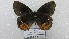  ( - CP Lep 1558)  @11 [ ] CreativeCommons - Attribution Non-Commercial Share-Alike (2018) SNSB, Staatliche Naturwissenschaftliche Sammlungen Bayerns ZSM (SNSB, Zoologische Staatssammlung Muenchen)