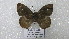  ( - CP Lep 1560)  @11 [ ] CreativeCommons - Attribution Non-Commercial Share-Alike (2018) SNSB, Staatliche Naturwissenschaftliche Sammlungen Bayerns ZSM (SNSB, Zoologische Staatssammlung Muenchen)