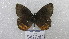  ( - CP Lep 1572)  @11 [ ] CreativeCommons - Attribution Non-Commercial Share-Alike (2018) SNSB, Staatliche Naturwissenschaftliche Sammlungen Bayerns ZSM (SNSB, Zoologische Staatssammlung Muenchen)