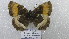  (Pedaliodes zuleta - CP Lep 1574)  @11 [ ] CreativeCommons - Attribution Non-Commercial Share-Alike (2018) SNSB, Staatliche Naturwissenschaftliche Sammlungen Bayerns ZSM (SNSB, Zoologische Staatssammlung Muenchen)