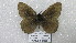  ( - CP Lep 1583)  @11 [ ] CreativeCommons - Attribution Non-Commercial Share-Alike (2018) SNSB, Staatliche Naturwissenschaftliche Sammlungen Bayerns ZSM (SNSB, Zoologische Staatssammlung Muenchen)