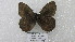  ( - CP Lep 1592)  @11 [ ] CreativeCommons - Attribution Non-Commercial Share-Alike (2018) SNSB, Staatliche Naturwissenschaftliche Sammlungen Bayerns ZSM (SNSB, Zoologische Staatssammlung Muenchen)