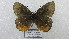  ( - CP Lep 1594)  @11 [ ] CreativeCommons - Attribution Non-Commercial Share-Alike (2018) SNSB, Staatliche Naturwissenschaftliche Sammlungen Bayerns ZSM (SNSB, Zoologische Staatssammlung Muenchen)