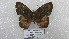  ( - CP Lep 1595)  @11 [ ] CreativeCommons - Attribution Non-Commercial Share-Alike (2018) SNSB, Staatliche Naturwissenschaftliche Sammlungen Bayerns ZSM (SNSB, Zoologische Staatssammlung Muenchen)