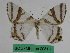  ( - BC ZFMK Lep 00813)  @11 [ ] Copyright (2010) Dr. D. Stuening Zoological Research Museum Alexander Koenig