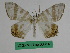  ( - BC ZFMK Lep 00814)  @11 [ ] Copyright (2010) Dr. D. Stuening Zoological Research Museum Alexander Koenig