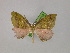  (Hypochrosis hannelorae - BC ZSM LepTyp 0001)  @14 [ ] CreativeCommons - Attribution Non-Commercial Share-Alike (2010) Axel Hausmann/Bavarian State Collection of Zoology (ZSM) SNSB, Zoologische Staatssammlung Muenchen