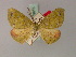  ( - BC ZSM LepTyp 0003)  @13 [ ] CreativeCommons - Attribution Non-Commercial Share-Alike (2010) Axel Hausmann/Bavarian State Collection of Zoology (ZSM) SNSB, Zoologische Staatssammlung Muenchen