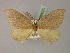  ( - BC ZSM LepTyp 0004)  @11 [ ] CreativeCommons - Attribution Non-Commercial Share-Alike (2010) Axel Hausmann/Bavarian State Collection of Zoology (ZSM) SNSB, Zoologische Staatssammlung Muenchen
