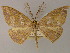  ( - BC ZSM LepTyp 0005)  @11 [ ] CreativeCommons - Attribution Non-Commercial Share-Alike (2010) Axel Hausmann/Bavarian State Collection of Zoology (ZSM) SNSB, Zoologische Staatssammlung Muenchen