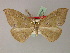  ( - BC ZSM LepTyp 0006)  @13 [ ] CreativeCommons - Attribution Non-Commercial Share-Alike (2010) Axel Hausmann/Bavarian State Collection of Zoology (ZSM) SNSB, Zoologische Staatssammlung Muenchen