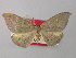  ( - BC ZSM LepTyp 0008)  @11 [ ] CreativeCommons - Attribution Non-Commercial Share-Alike (2010) Axel Hausmann/Bavarian State Collection of Zoology (ZSM) SNSB, Zoologische Staatssammlung Muenchen