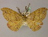  ( - BC ZSM LepTyp 0009)  @11 [ ] CreativeCommons - Attribution Non-Commercial Share-Alike (2010) Axel Hausmann/Bavarian State Collection of Zoology (ZSM) SNSB, Zoologische Staatssammlung Muenchen