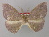  (Hypochrosis obscura - BC ZSM LepTyp 0015)  @11 [ ] CreativeCommons - Attribution Non-Commercial Share-Alike (2010) Axel Hausmann/Bavarian State Collection of Zoology (ZSM) SNSB, Zoologische Staatssammlung Muenchen