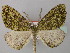 (Hypochrosis urania - BC ZSM LepTyp 0016)  @11 [ ] CreativeCommons - Attribution Non-Commercial Share-Alike (2010) Axel Hausmann/Bavarian State Collection of Zoology (ZSM) SNSB, Zoologische Staatssammlung Muenchen