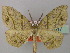  (Hypochrosis turlini - BC ZSM LepTyp 0017)  @11 [ ] CreativeCommons - Attribution Non-Commercial Share-Alike (2010) Axel Hausmann/Bavarian State Collection of Zoology (ZSM) SNSB, Zoologische Staatssammlung Muenchen