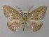  ( - BC ZSM LepTyp 0018)  @11 [ ] CreativeCommons - Attribution Non-Commercial Share-Alike (2010) Axel Hausmann/Bavarian State Collection of Zoology (ZSM) SNSB, Zoologische Staatssammlung Muenchen