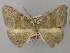  ( - BC ZSM LepTyp 0019)  @13 [ ] CreativeCommons - Attribution Non-Commercial Share-Alike (2010) Axel Hausmann/Bavarian State Collection of Zoology (ZSM) SNSB, Zoologische Staatssammlung Muenchen