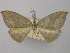  ( - BC ZSM LepTyp 0020)  @11 [ ] CreativeCommons - Attribution Non-Commercial Share-Alike (2010) Axel Hausmann/Bavarian State Collection of Zoology (ZSM) SNSB, Zoologische Staatssammlung Muenchen