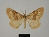  (Scotopteryx octodurensis - BC ZSM LepTyp 0023)  @14 [ ] CreativeCommons - Attribution Non-Commercial Share-Alike (2010) Axel Hausmann/Bavarian State Collection of Zoology (ZSM) SNSB, Zoologische Staatssammlung Muenchen