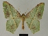  ( - BC ZSM Lep 76030)  @11 [ ] CreativeCommons - Attribution Non-Commercial Share-Alike (2013) Axel Hausmann/Bavarian State Collection of Zoology (ZSM) SNSB, Zoologische Staatssammlung Muenchen