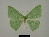  ( - BC ZSM Lep 76058)  @11 [ ] CreativeCommons - Attribution Non-Commercial Share-Alike (2013) Axel Hausmann/Bavarian State Collection of Zoology (ZSM) SNSB, Zoologische Staatssammlung Muenchen