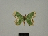  (Bathycolpodes vuattouxi - BC ZSM Lep 76072)  @11 [ ] CreativeCommons - Attribution Non-Commercial Share-Alike (2013) Axel Hausmann/Bavarian State Collection of Zoology (ZSM) SNSB, Zoologische Staatssammlung Muenchen