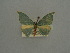  ( - BC ZSM Lep 76079)  @11 [ ] CreativeCommons - Attribution Non-Commercial Share-Alike (2013) Axel Hausmann/Bavarian State Collection of Zoology (ZSM) SNSB, Zoologische Staatssammlung Muenchen