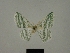  (Epigelasma hispida - BC ZSM Lep 76091)  @11 [ ] CreativeCommons - Attribution Non-Commercial Share-Alike (2013) Axel Hausmann/Bavarian State Collection of Zoology (ZSM) SNSB, Zoologische Staatssammlung Muenchen
