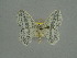  ( - BC ZSM Lep 76094)  @11 [ ] CreativeCommons - Attribution Non-Commercial Share-Alike (2013) Axel Hausmann/Bavarian State Collection of Zoology (ZSM) SNSB, Zoologische Staatssammlung Muenchen
