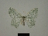  (Epigelasma perineti - BC ZSM Lep 76096)  @11 [ ] CreativeCommons - Attribution Non-Commercial Share-Alike (2013) Axel Hausmann/Bavarian State Collection of Zoology (ZSM) SNSB, Zoologische Staatssammlung Muenchen