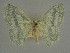  (Epigelasma tulear - BC ZSM Lep 76098)  @11 [ ] CreativeCommons - Attribution Non-Commercial Share-Alike (2013) Axel Hausmann/Bavarian State Collection of Zoology (ZSM) SNSB, Zoologische Staatssammlung Muenchen