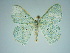 ( - BC ZSM Lep 76103)  @11 [ ] CreativeCommons - Attribution Non-Commercial Share-Alike (2013) Axel Hausmann/Bavarian State Collection of Zoology (ZSM) SNSB, Zoologische Staatssammlung Muenchen