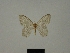  ( - BC ZSM Lep 76126)  @11 [ ] CreativeCommons - Attribution Non-Commercial Share-Alike (2013) Axel Hausmann/Bavarian State Collection of Zoology (ZSM) SNSB, Zoologische Staatssammlung Muenchen